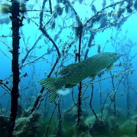 아파트 Am Froser *