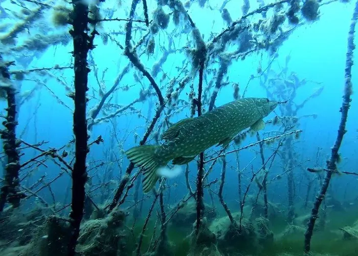 Apartman Am Froser *